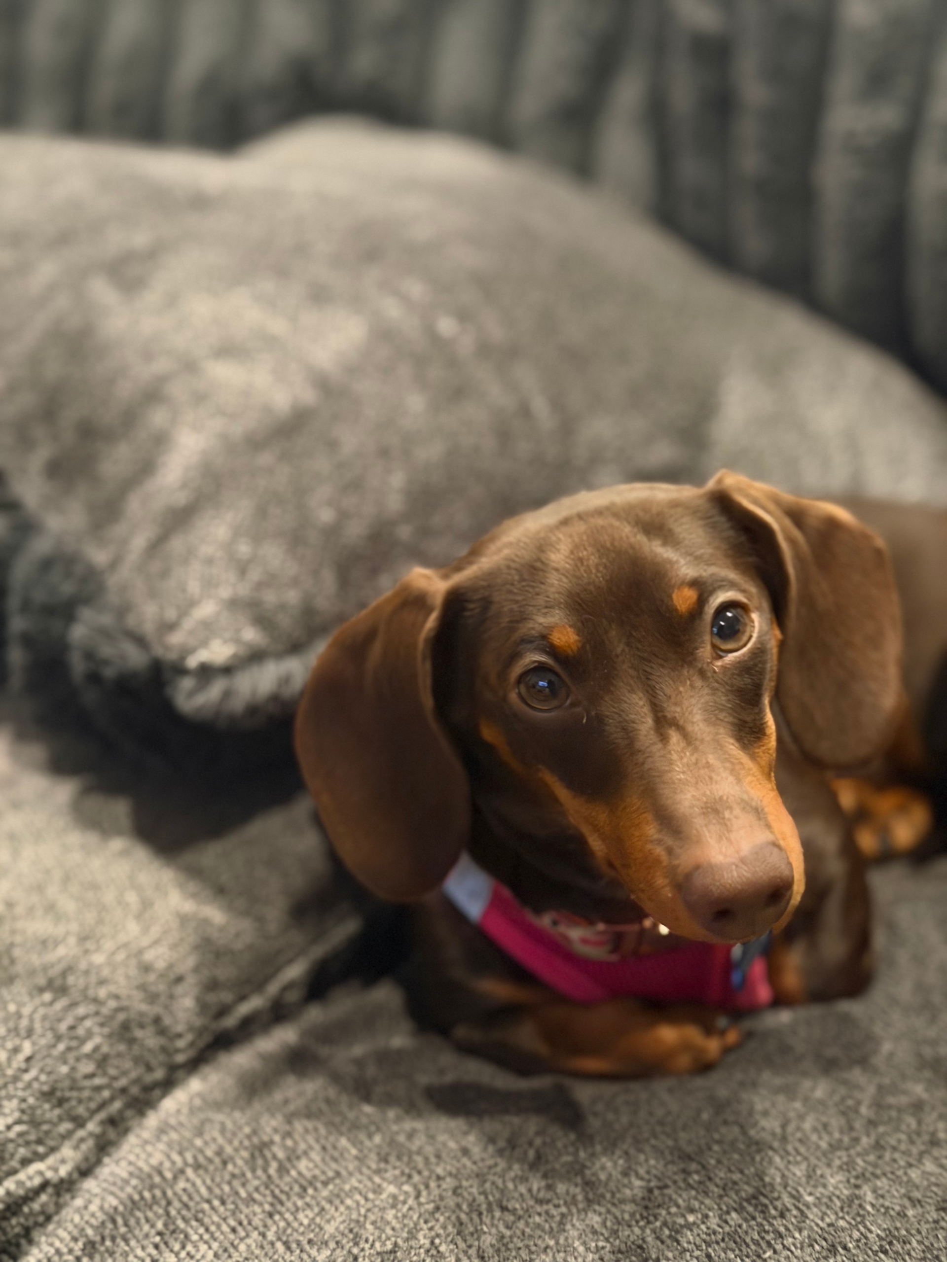 Mini Dachshund Cinder’s new Action Camera adventures