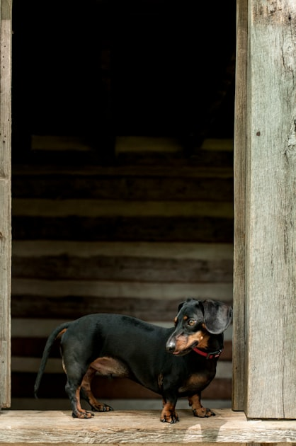 Family Activities for Dog Lovers